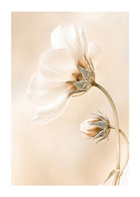 Close-up of white spring flowers against soft beige background-1