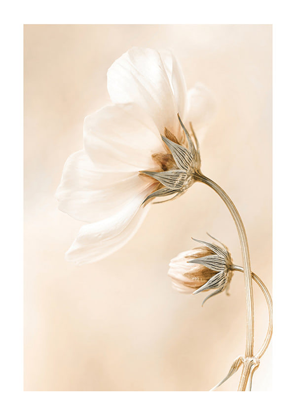 Plakāts Spring Flowers No1