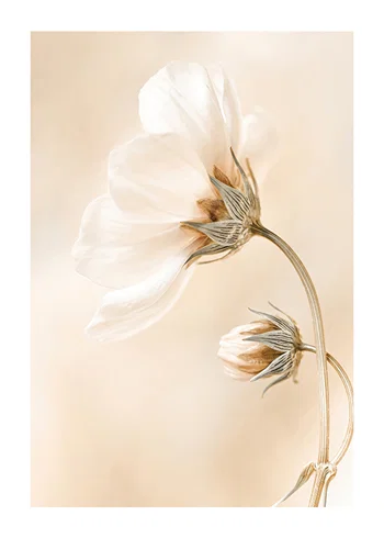 Poster Spring Flowers No1