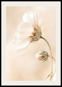 Zbliżenie białych wiosennych kwiatów na delikatnym beżowym tle-2