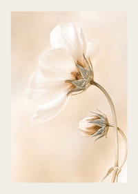 Zbliżenie białych wiosennych kwiatów na delikatnym beżowym tle-3