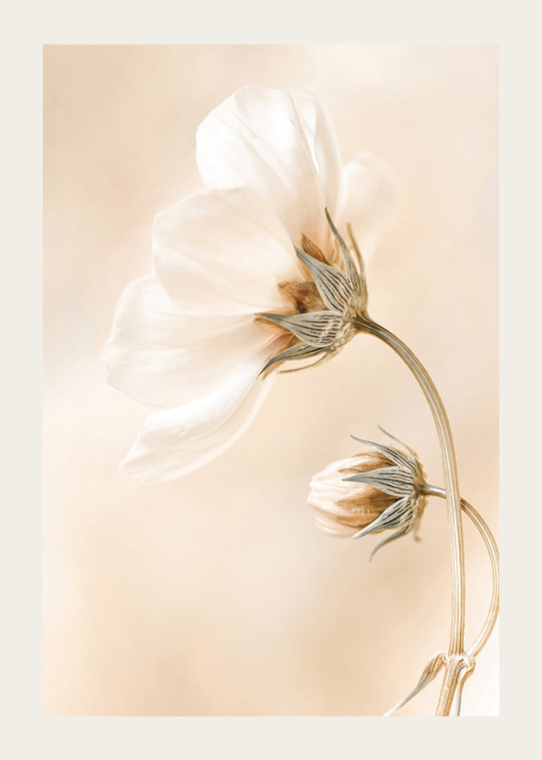 Zbliżenie białych wiosennych kwiatów na delikatnym beżowym tle-12