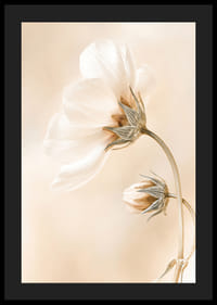 Zbliżenie białych wiosennych kwiatów na delikatnym beżowym tle-4