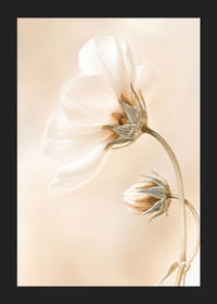 Zbliżenie białych wiosennych kwiatów na delikatnym beżowym tle-5