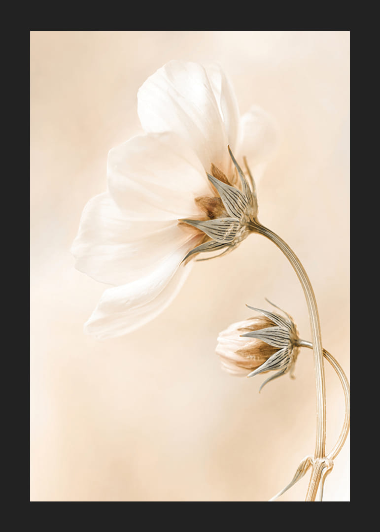 Zbliżenie białych wiosennych kwiatów na delikatnym beżowym tle-12