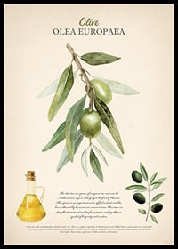 Watercolor painting of olive branch with green leaves and fruits-0