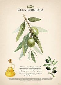 Watercolor painting of olive branch with green leaves and fruits-1