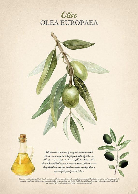 Plakāts Olive Olea Europaea