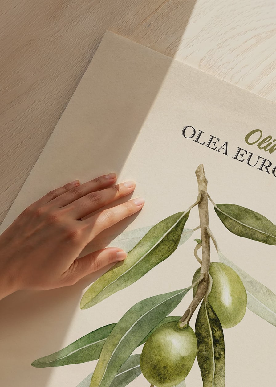 Watercolor painting of olive branch with green leaves and fruits-12