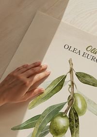 Olive Olea Europaea-3