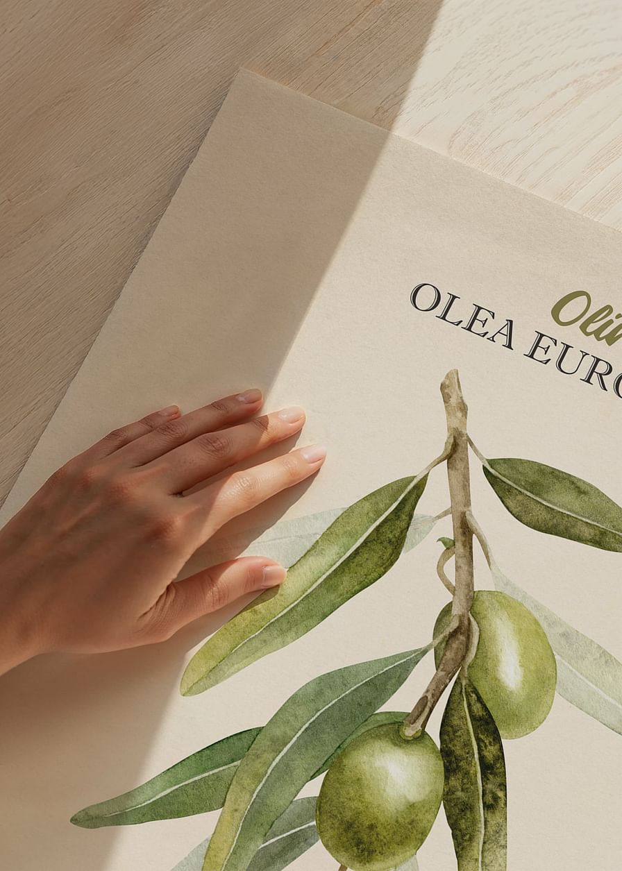 Olive Olea Europaea-12