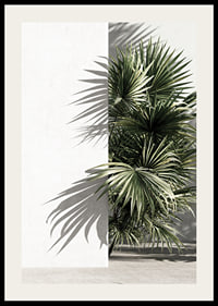 Photograph of sunlit palm leaves against a white plastered wall-2