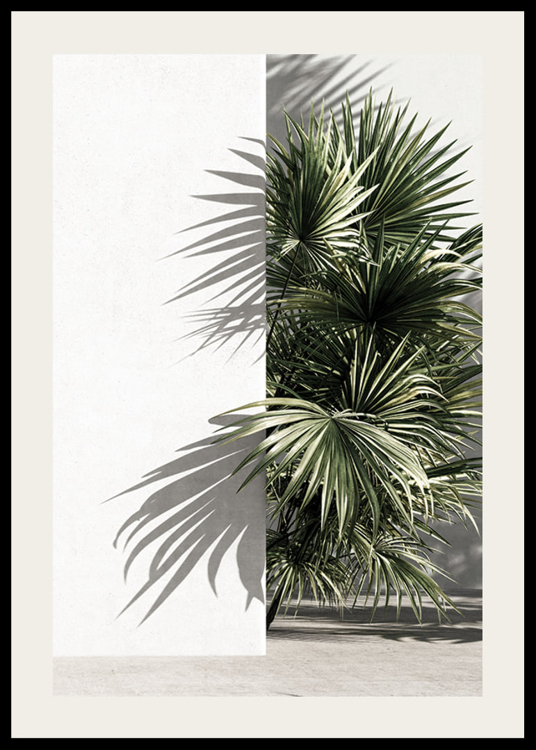 Photograph of sunlit palm leaves against a white plastered wall-12