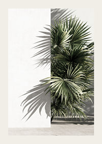 Photograph of sunlit palm leaves against a white plastered wall-3