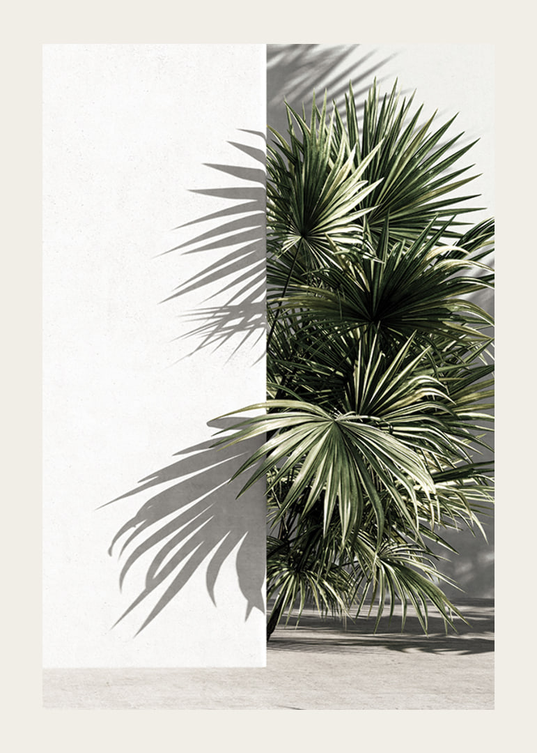 Photograph of sunlit palm leaves against a white plastered wall-12