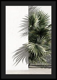 Photograph of sunlit palm leaves against a white plastered wall-4