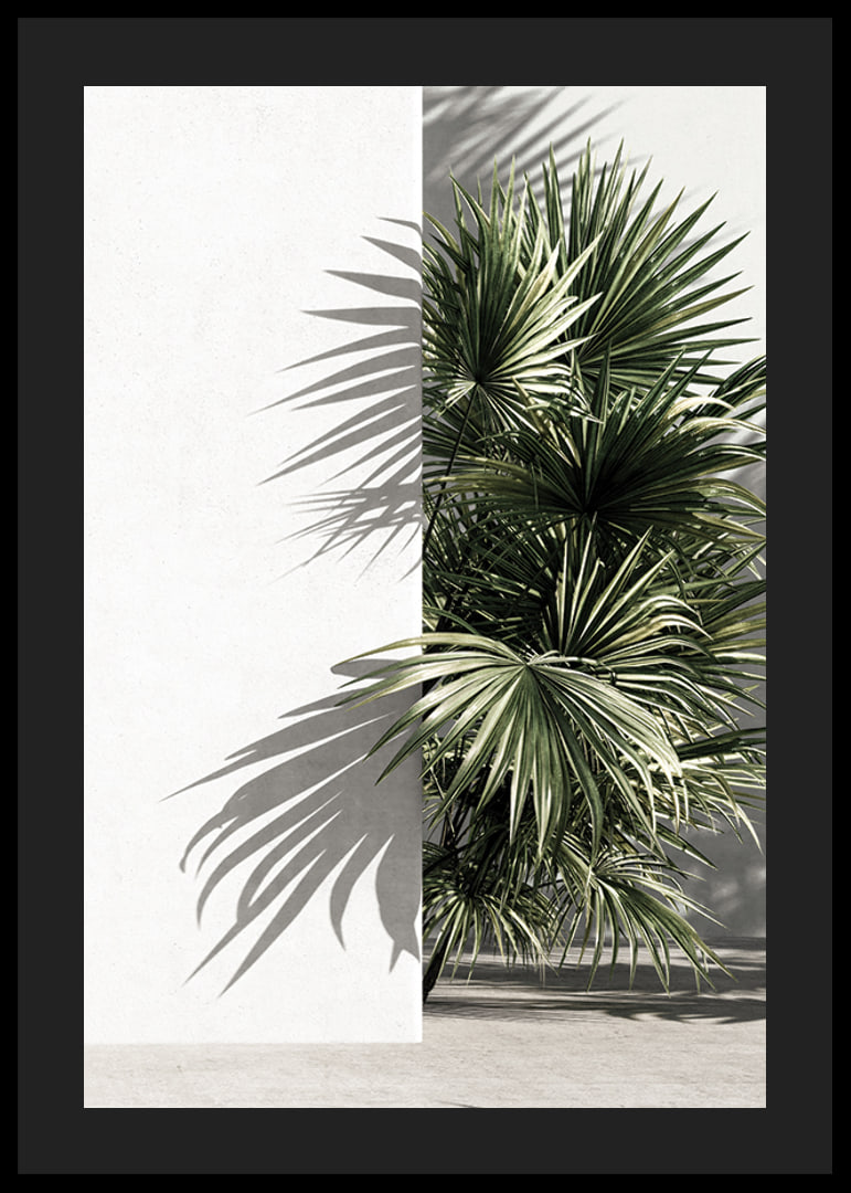Photograph of sunlit palm leaves against a white plastered wall-12