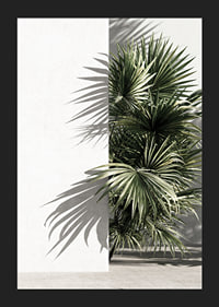 Photograph of sunlit palm leaves against a white plastered wall-5