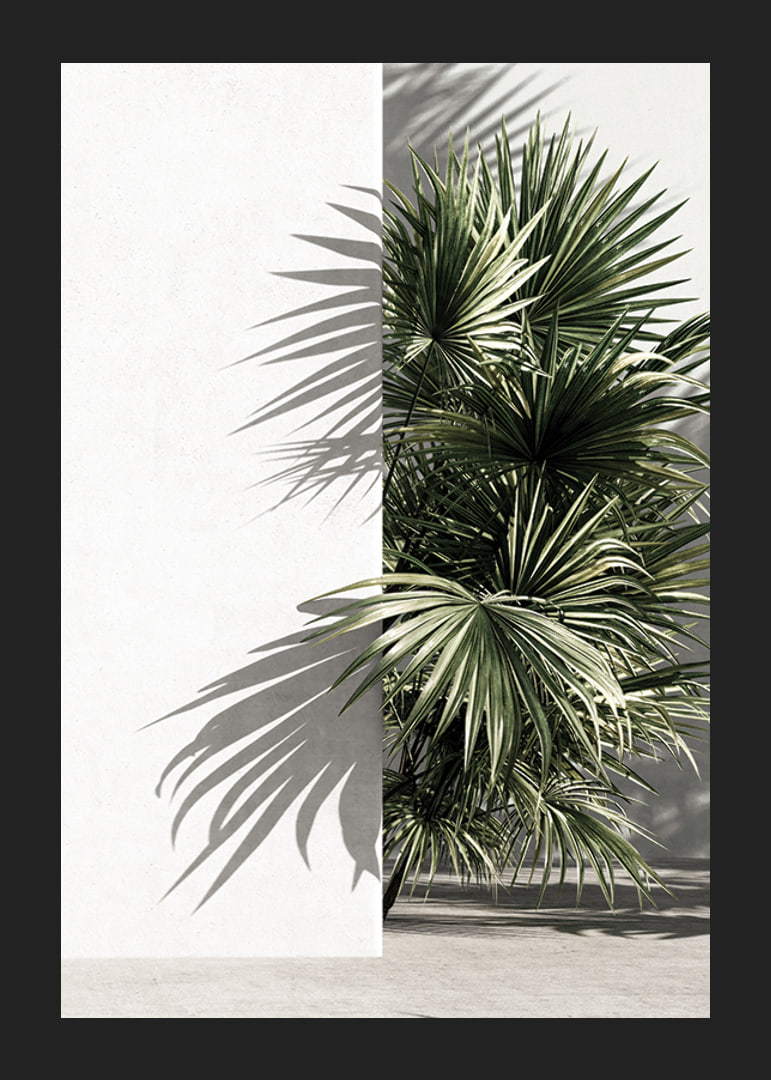 Photograph of sunlit palm leaves against a white plastered wall-12