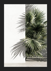 Foto van zonovergoten palmbladeren tegen een witgepleisterde muur-5