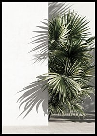 Photograph of sunlit palm leaves against a white plastered wall-6