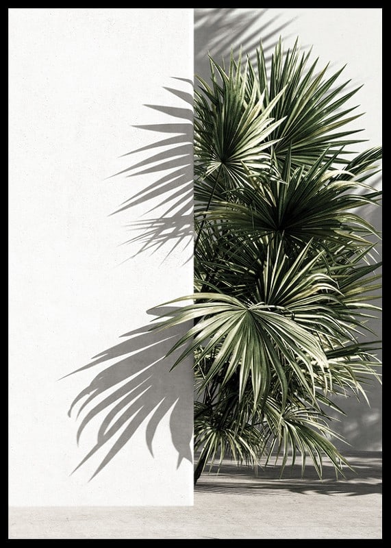 Photograph of sunlit palm leaves against a white plastered wall-12