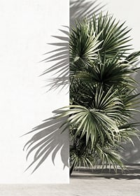 Photograph of sunlit palm leaves against a white plastered wall-7