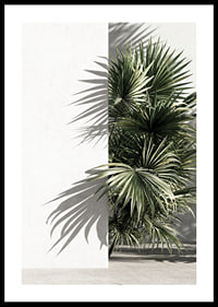 Photograph of sunlit palm leaves against a white plastered wall-0