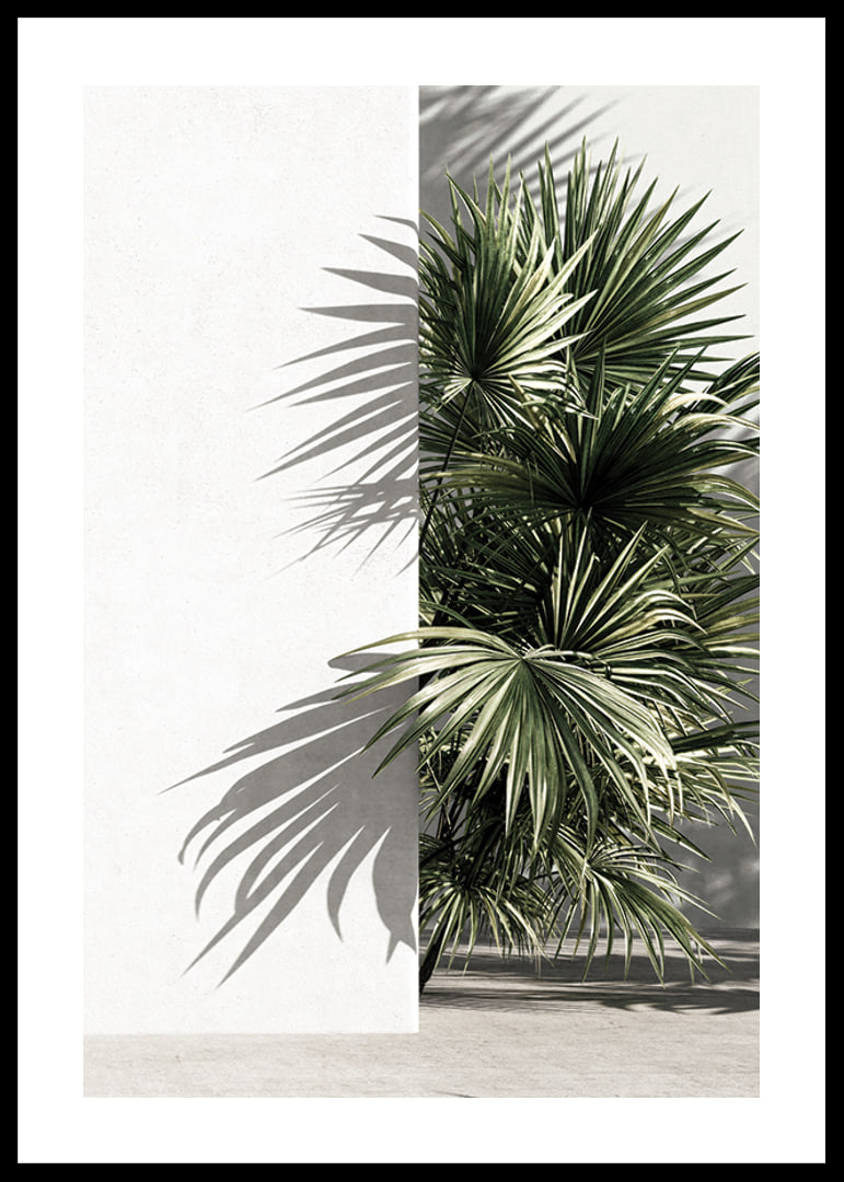 Photograph of sunlit palm leaves against a white plastered wall-12