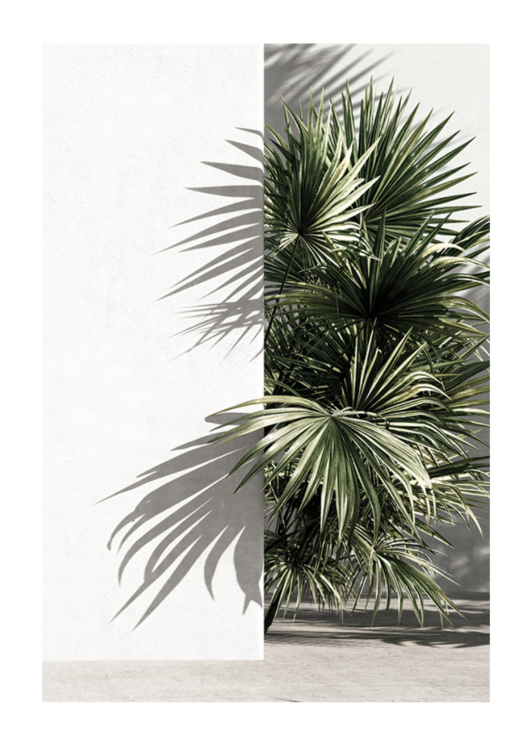 Photograph of sunlit palm leaves against a white plastered wall-12