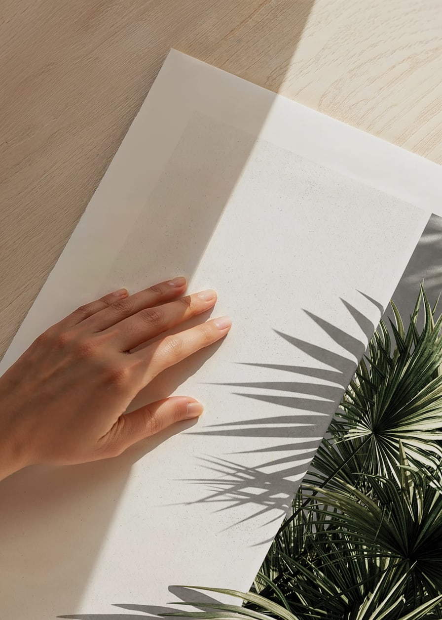 Photograph of sunlit palm leaves against a white plastered wall-12