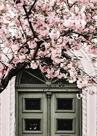 Fotografi av grön dörr med rosa körsbärsblommor ovanför-7
