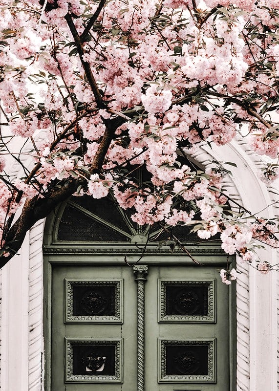 Fotografi av grön dörr med rosa körsbärsblommor ovanför-12