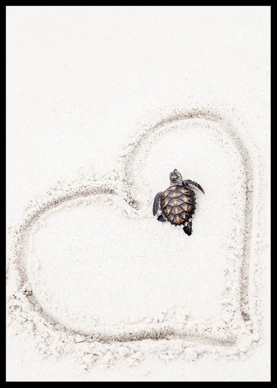 Baby Turtle On Beach-12