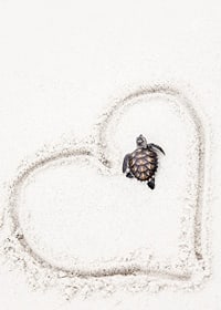 Little sea turtle on light sand surrounded by heart-7