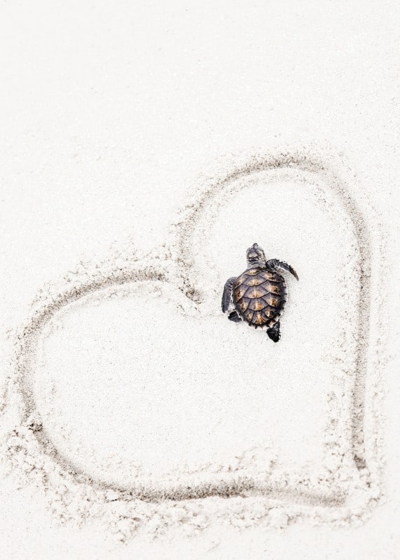 Little sea turtle on light sand surrounded by heart-12