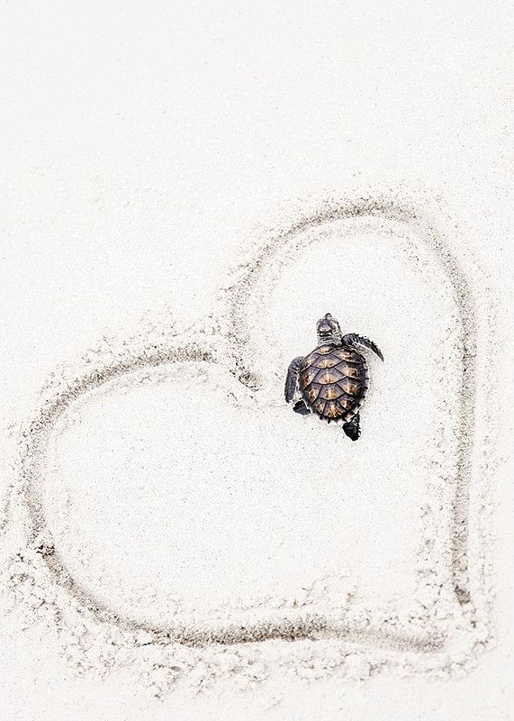 Baby Turtle On Beach-12
