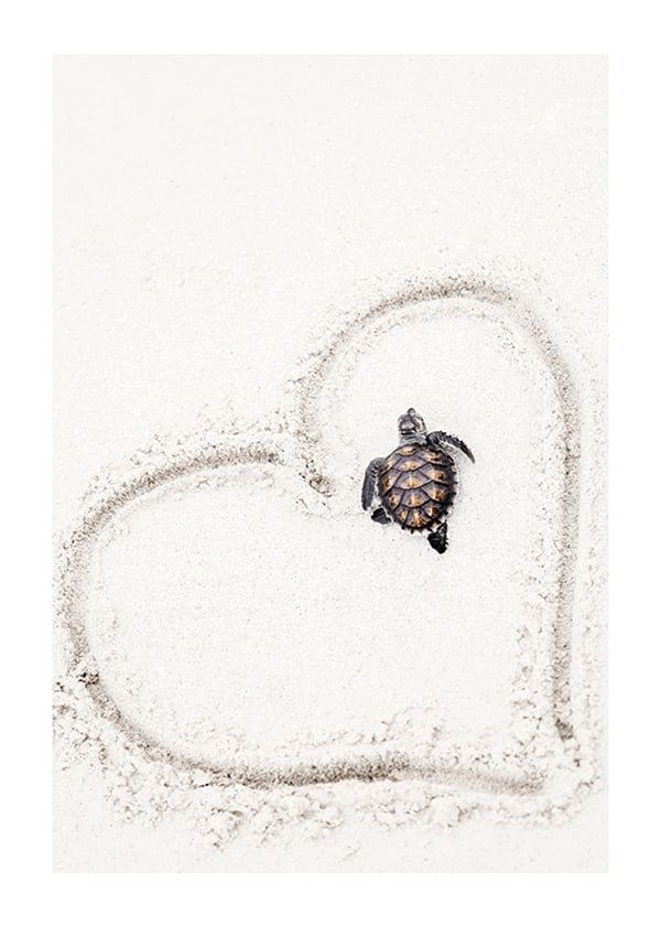 Plakāts Baby Turtle On Beach