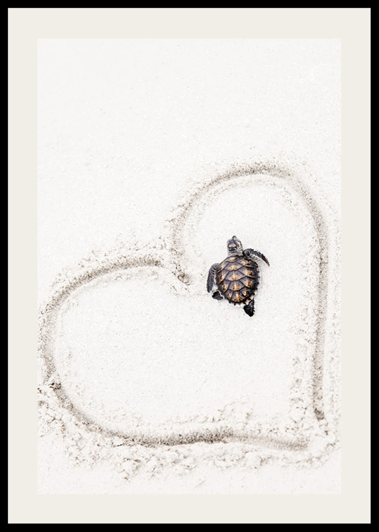 Piccola tartaruga marina sulla sabbia chiara circondata da un cuore-12