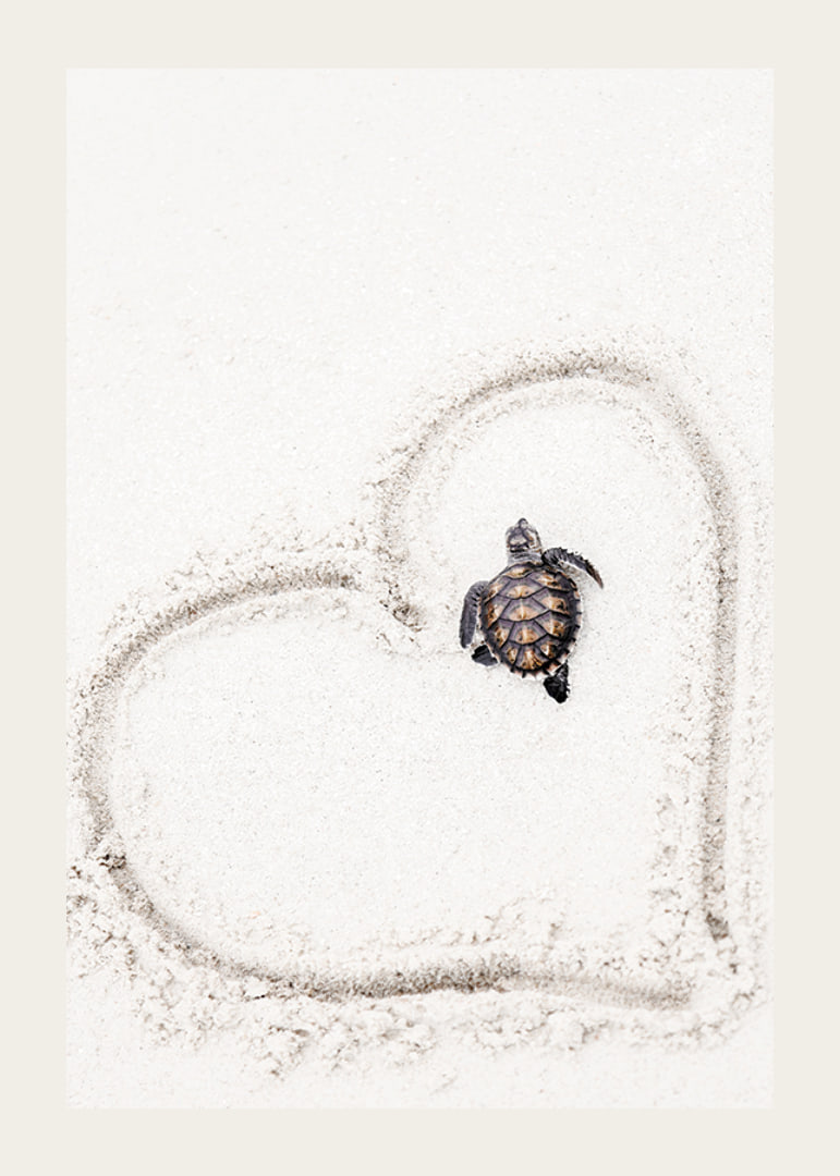 Little sea turtle on light sand surrounded by heart-12