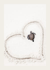 Piccola tartaruga marina sulla sabbia chiara circondata da un cuore-3