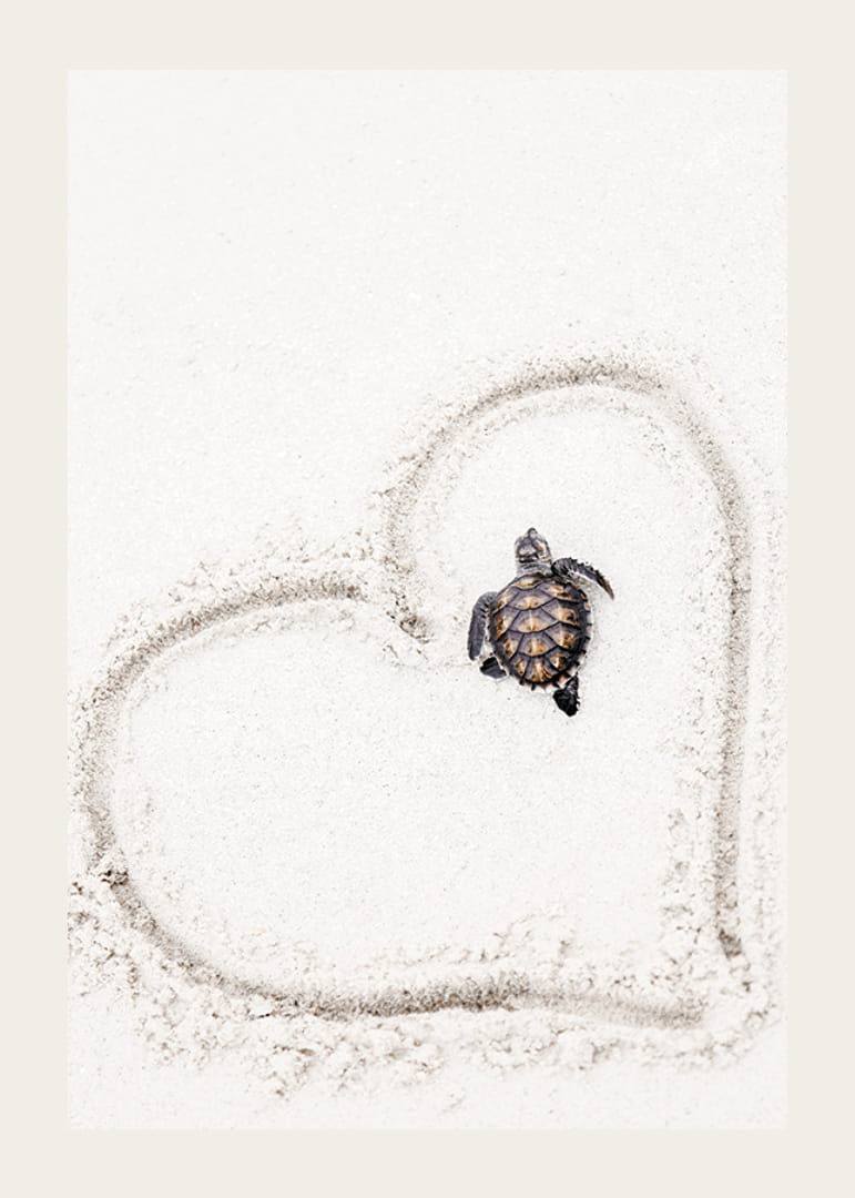 Piccola tartaruga marina sulla sabbia chiara circondata da un cuore-12