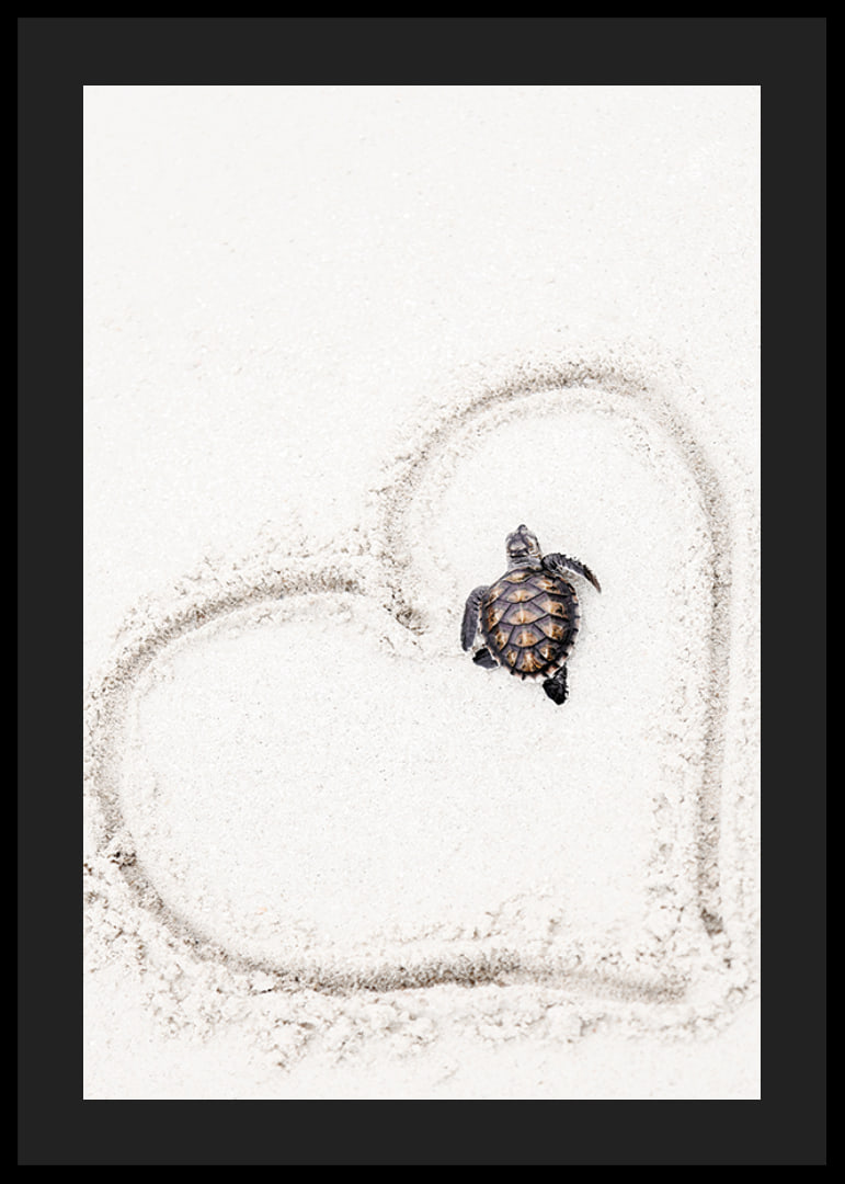 Little sea turtle on light sand surrounded by heart-12
