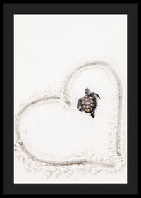 Piccola tartaruga marina sulla sabbia chiara circondata da un cuore-4