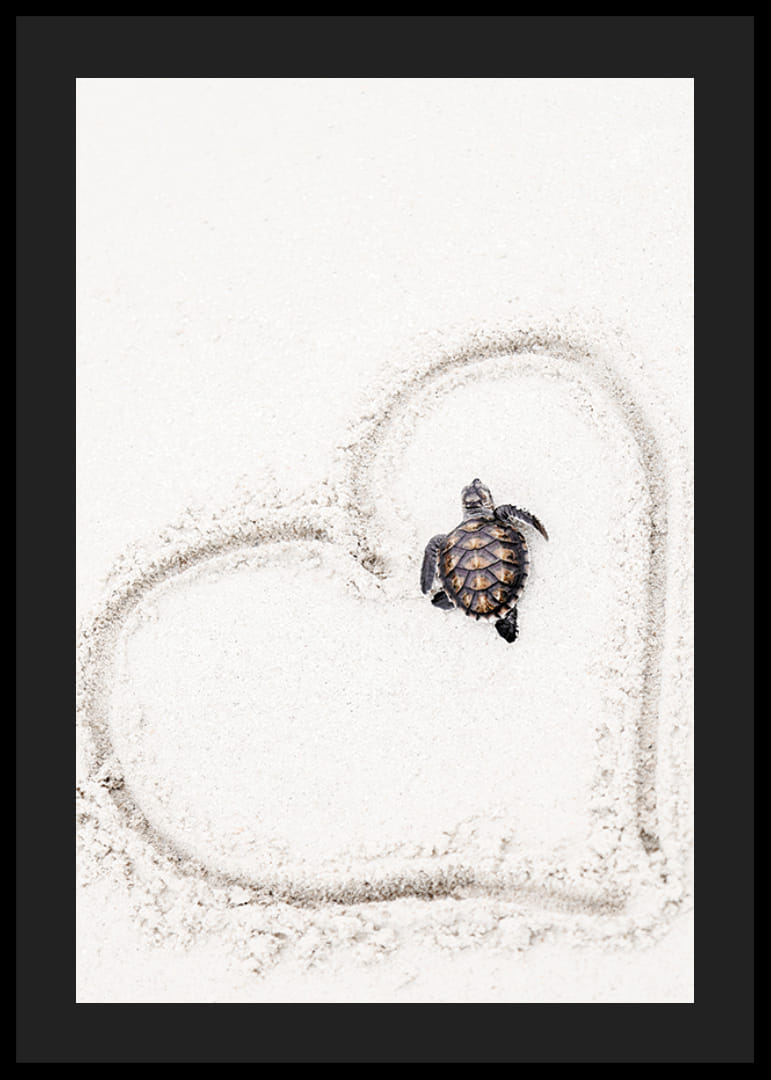 Piccola tartaruga marina sulla sabbia chiara circondata da un cuore-12