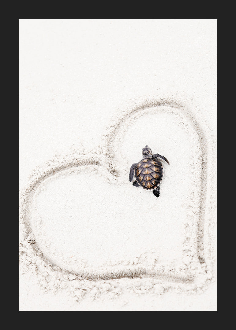 Little sea turtle on light sand surrounded by heart-12