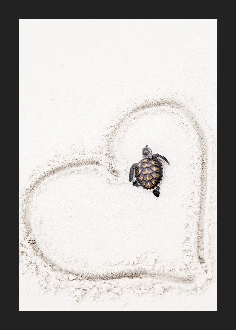 Piccola tartaruga marina sulla sabbia chiara circondata da un cuore-12