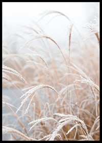 Fotografisk närbild av frosttäckt pampasgräs i mjuka beige toner-6