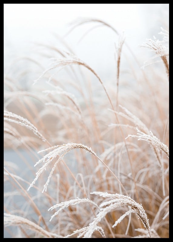 Fotografisk närbild av frosttäckt pampasgräs i mjuka beige toner-12