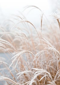 Fotografisk närbild av frosttäckt pampasgräs i mjuka beige toner-7